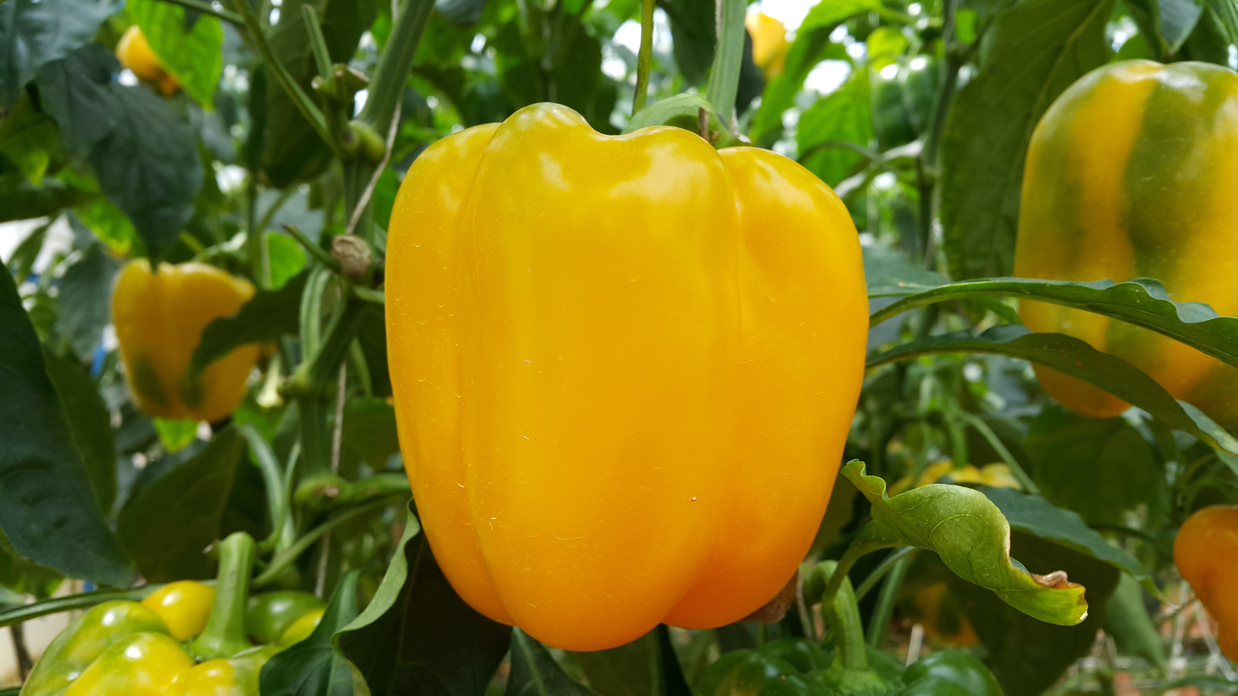 Pěstování paprik