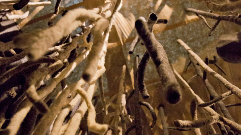 Interaktivní výstava „Kořeny“ přiblíží návštěvníkům život v podzemí