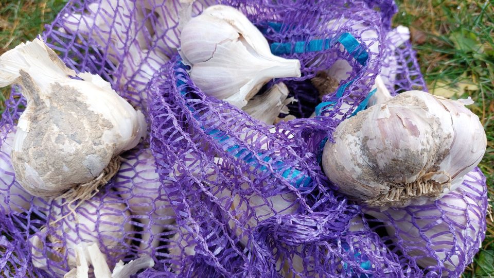 Česneku se nejvíc daří v teplejších krajinách. Při dobré péči se urodí i na Vysočině | foto: Irena Šarounová, Český rozhlas Česneku se nejvíc daří v teplejších krajinách. Při dobré péči se urodí i na Vysočině