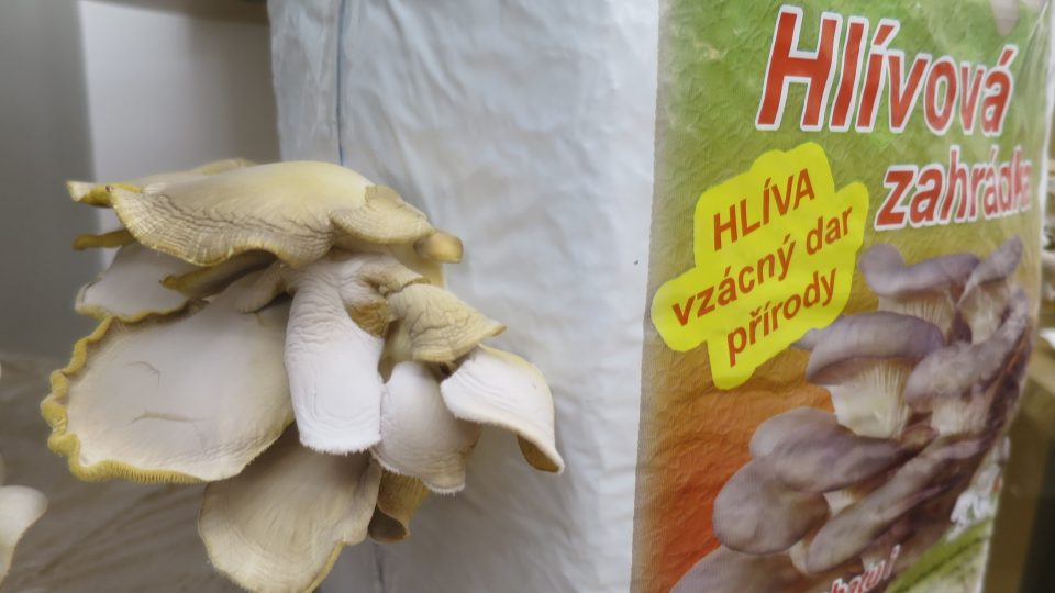 Hlíva se dá pěstovat i doma | foto: Jitka Slezáková, Český rozhlas Hlíva se dá pěstovat i doma