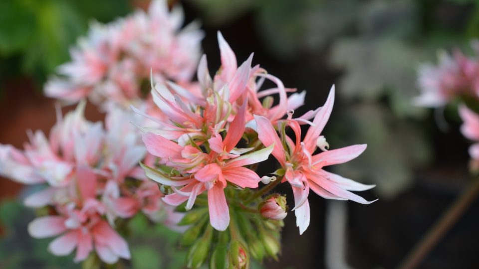 B3435, aneb nepojmenovaný šlechtěnec Bohumila Bradny B3435, aneb nepojmenovaný šlechtěnec Bohumila Bradny