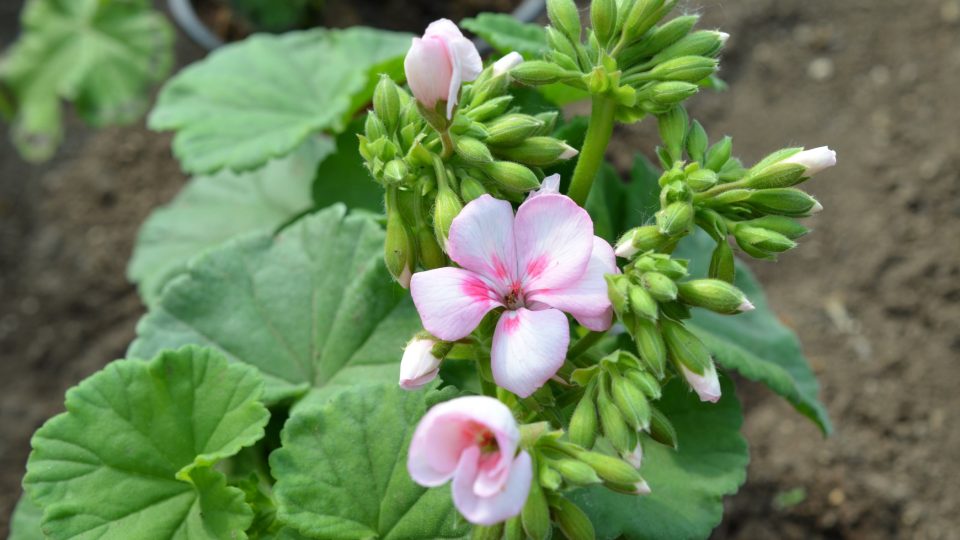 Dosud nepojmenovaný semenáč ze šlechtění HELA Aleny Heinrichové | foto: Jolana Nováková, Český rozhlas Dosud nepojmenovaný semenáč ze šlechtění HELA Aleny Heinrichové