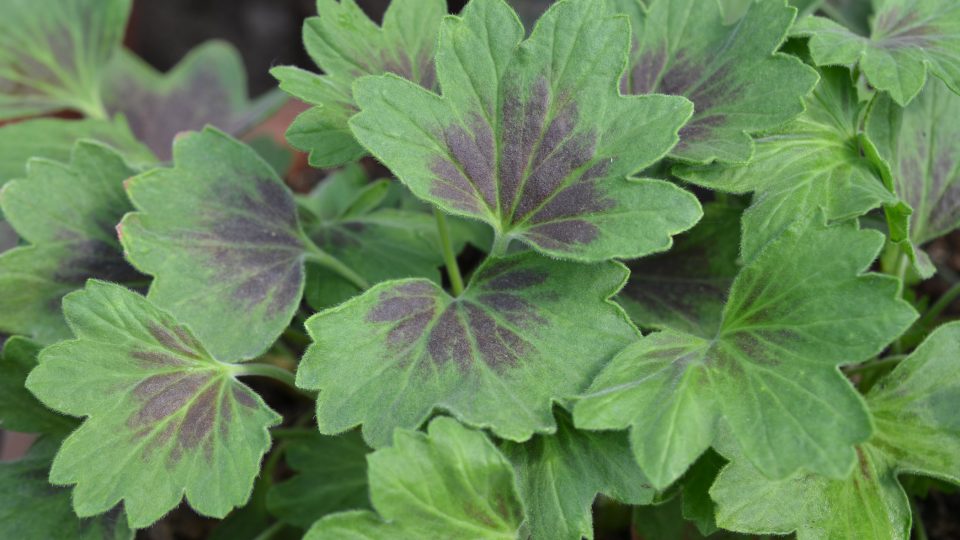 Pelargonie mají různé listy tvarově i zbarvením | foto: Jolana Nováková, Český rozhlas Pelargonie mají různé listy tvarově i zbarvením
