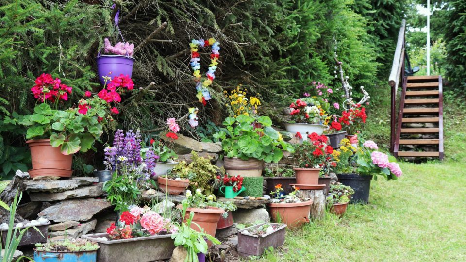 Zahrádka Čermákových hraje všemi barvami