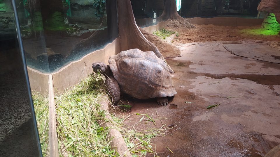 Návštěvníci zoo se na želvy mohou dívat skrze prosklenou stěnu