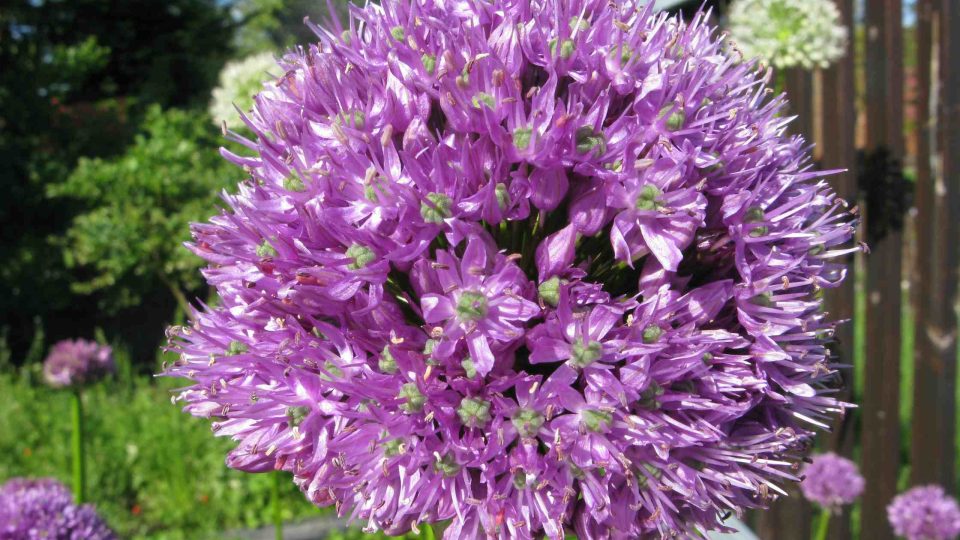 Allium macleanii – menší květy z velkokvětých česneků, ale jeho květenství je snad nejhustší ze všech, jedná se o velmi zdravou odrůdu