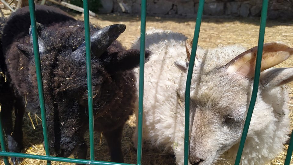 K vidění i pomazlení jsou tady ty nejmenší ovečky na světě