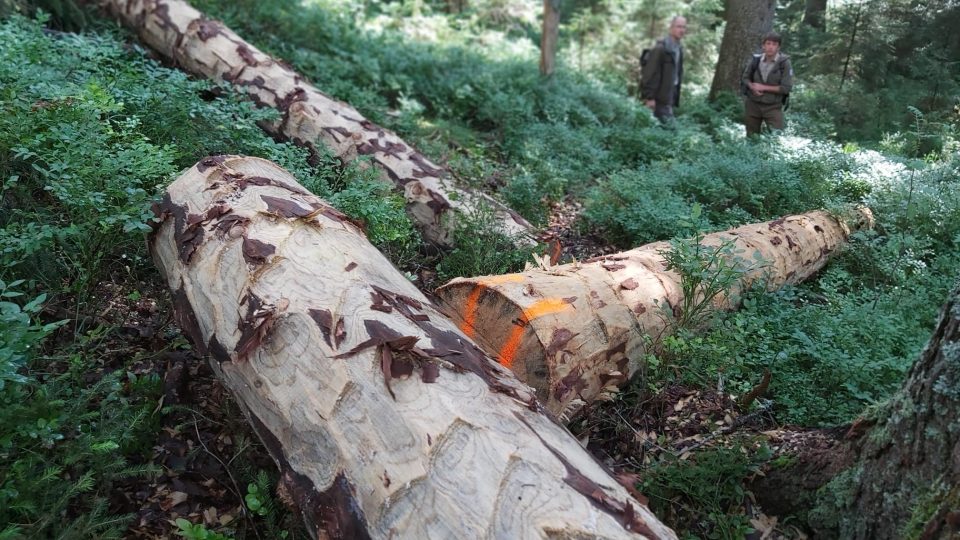 Tlející dřevo - nepostradatelná součást lesních ekosystémů