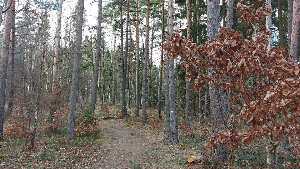 Cesta na Drtinovu rozhlednu vede krásný lesem