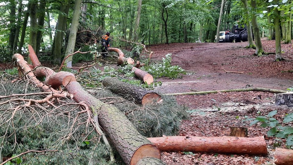 Likvidace následků bouře ve Špitálském lese v Plzni