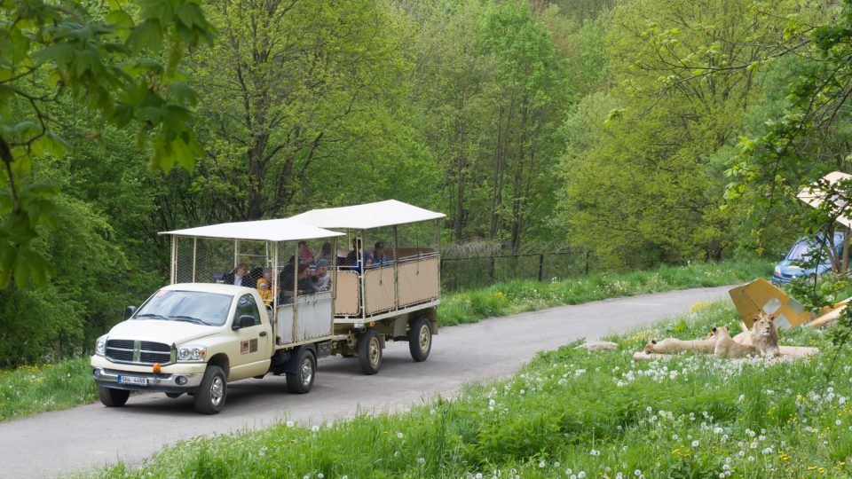 Safari Park Dvůr Králové - na Africké i Lví safari mohou jet návštěníci vlastním autem nebo speciálním truckem