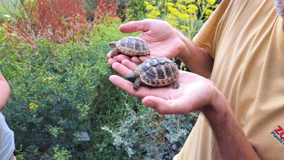 Nové želvičky ve středomořském skleníku Zoo Plzeň | foto: Anna Matuštíková, Český rozhlas Nové želvičky ve středomořském skleníku Zoo Plzeň