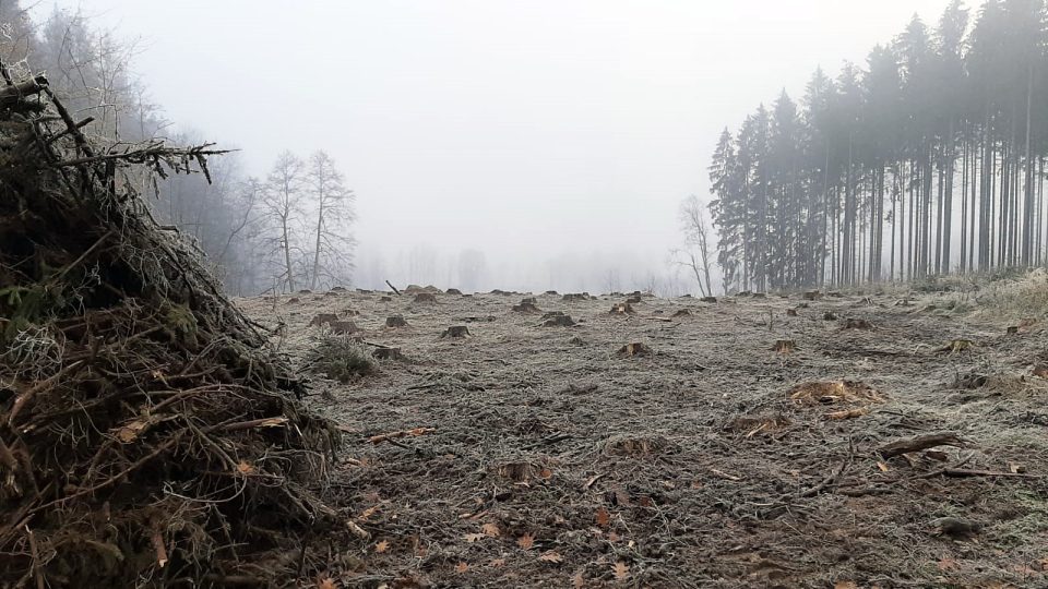 V Nepomuku pokračuje těžba kůrovcového dřeva