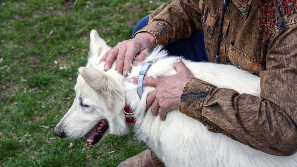 Repelentní obojek by neměl psa škrtit, ani být příliš volný Foto Roman Polák (Ogilvy).jpg | foto: Roman Polák Repelentní obojek by neměl psa škrtit, ani být příliš volný Foto Roman Polák (Ogilvy).jpg