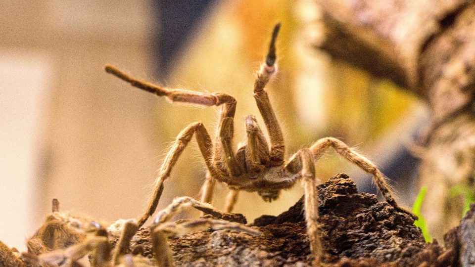 Chloupky některých pavoukovců mohu při preparaci způsobit kožní problémy | foto: Jaroslav Hoření, Český rozhlas Chloupky některých pavoukovců mohu při preparaci způsobit kožní problémy