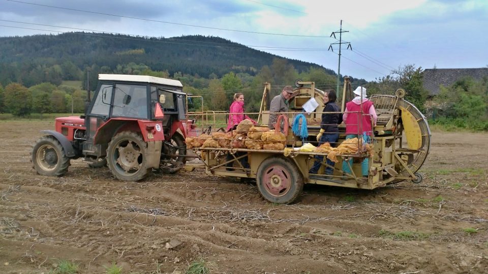 Na polích Vesy rostou brambory průmyslové, konzumní, sadbové i určené ke šlechtění