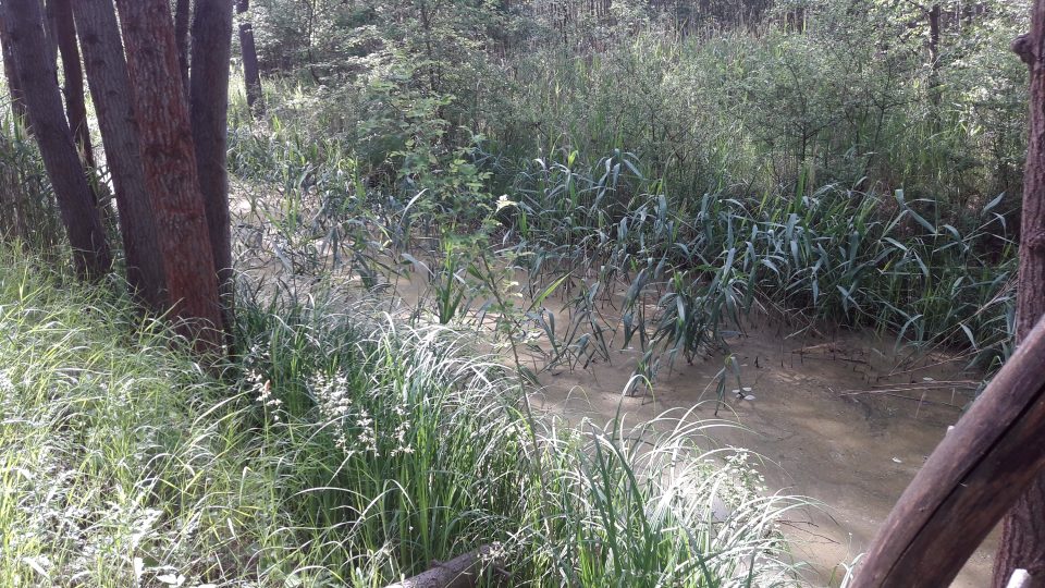 Janovský mokřad | foto: Martina Klímová, Český rozhlas Janovský mokřad