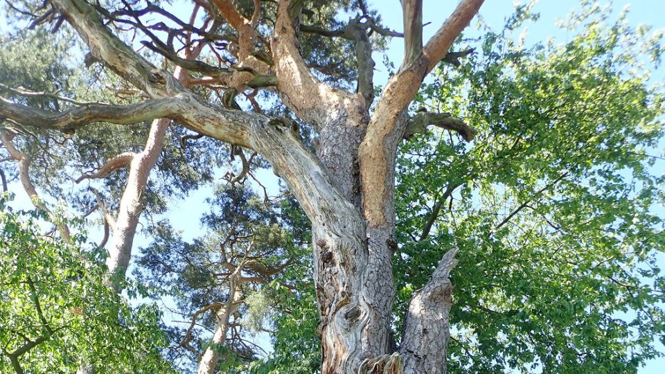 Památná borovice v Lomu na Tachovsku