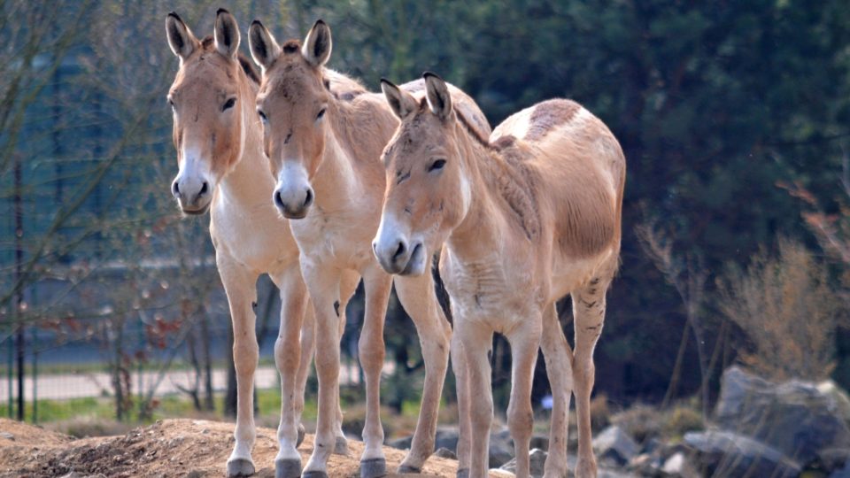 Jedny z nejzvědavějších jsou podle něj tři kobyly divokých turkménských polooslů kulanů