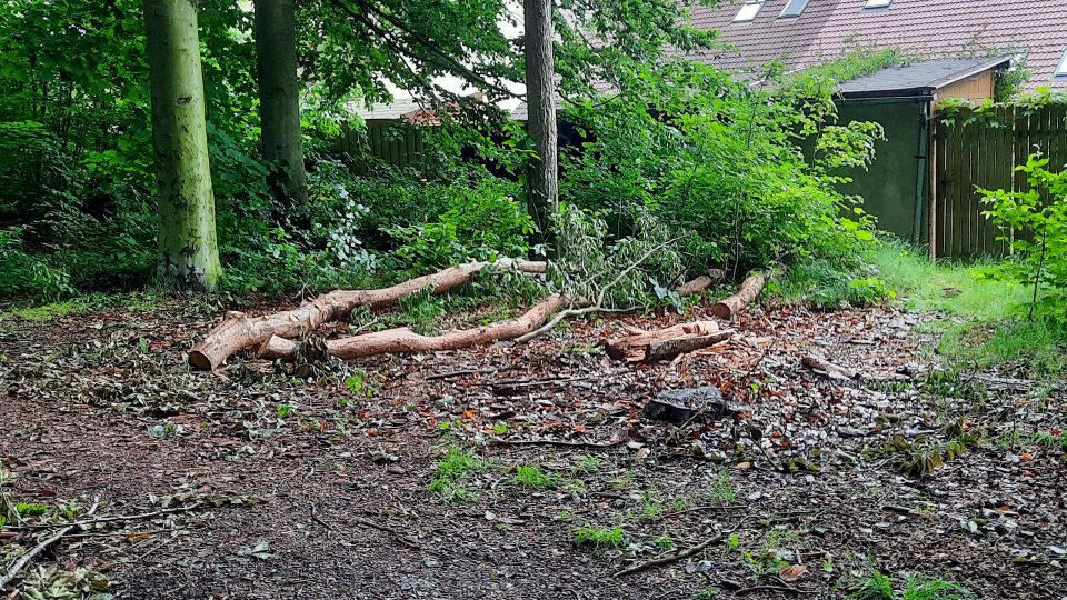 Likvidace následků bouře ve Špitálském lese v Plzni