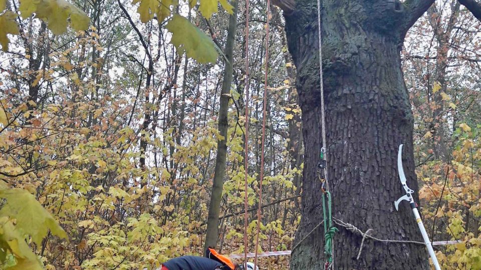 Plzeňští stromolezci ošetřili mohutný dub letní v blízkosti bývalé plzeňské plovárny. A protože se jednalo o komentované ošetření, vysvětlili na místě všechny kroky léčby nemocného stromu