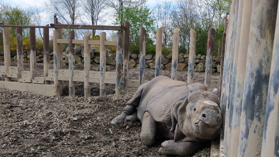 Plzeňská zoo je jediným chovatelem nosorožce indického u nás i na Slovensku