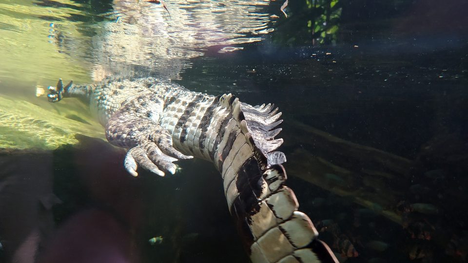 Krokodýl filipínský patří k menším druhům krokodýlů