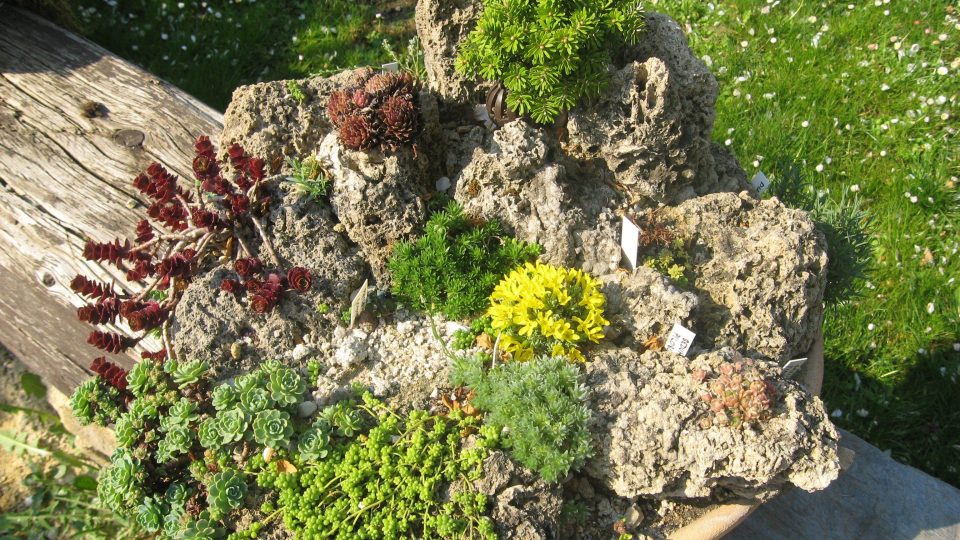 Miniskalky jsou malá umělecká díla s živými rostlinami, která oživí prostor