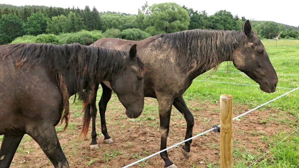 V Obci Chřebřany na Domažlicku se nachází Karačájevský dvůr, kde chovají vzácné koně z Kavkazu. V Obci Chřebřany na Domažlicku se nachází Karačájevský dvůr, kde chovají vzácné koně z Kavkazu. Jedná se o největší chov karačájevských koní v Evropě