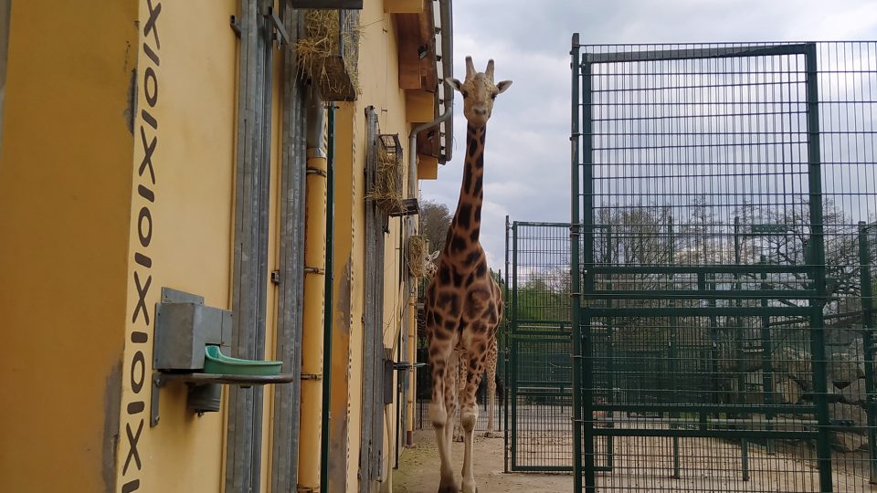 Žirafa se jde podívat na právě příchozí