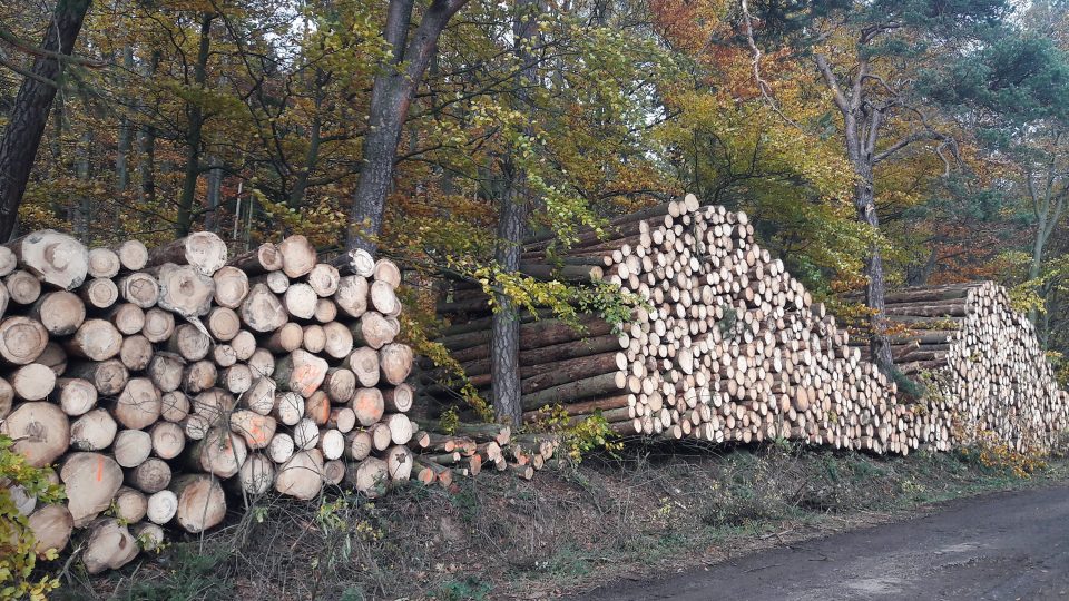 Kácení stromů v Plzni pod Chlumem