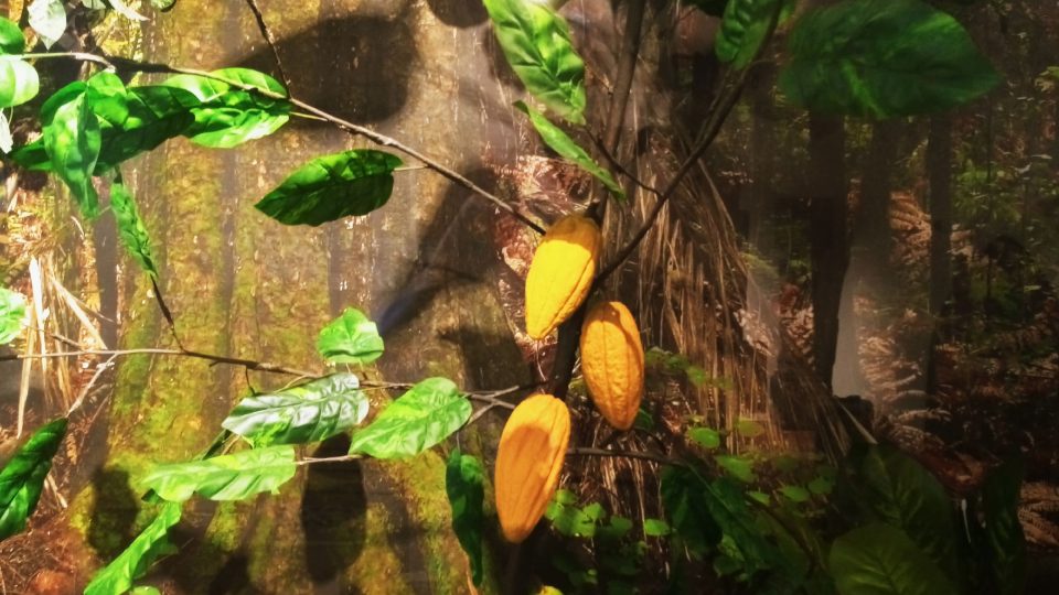 V muzeu uvidíte i ukázku kakaovníku