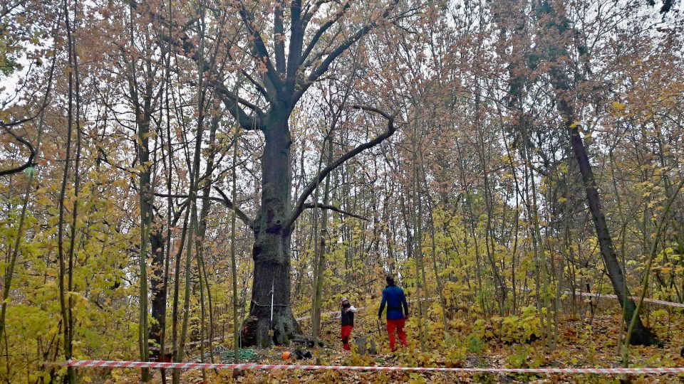 Plzeňští stromolezci ošetřili mohutný dub letní v blízkosti bývalé plzeňské plovárny. A protože se jednalo o komentované ošetření, vysvětlili na místě všechny kroky léčby nemocného stromu