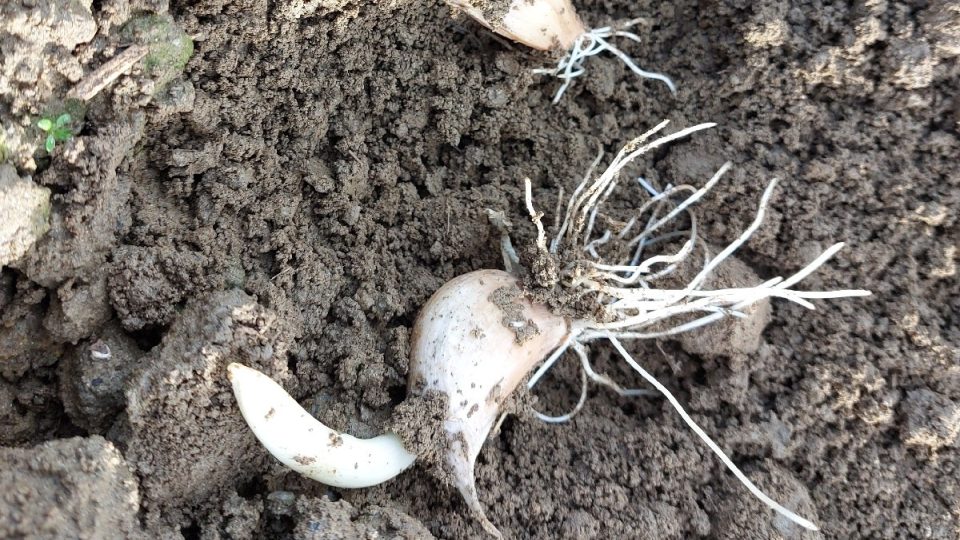 Kvalitní sadba brzy zakoření | foto: Irena Šarounová, Český rozhlas Kvalitní sadba brzy zakoření