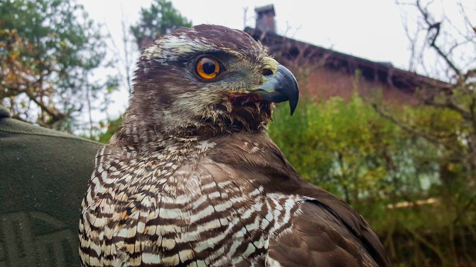 Jestřábice v době naší návštěvy právě doobědvala uloveného zajíce