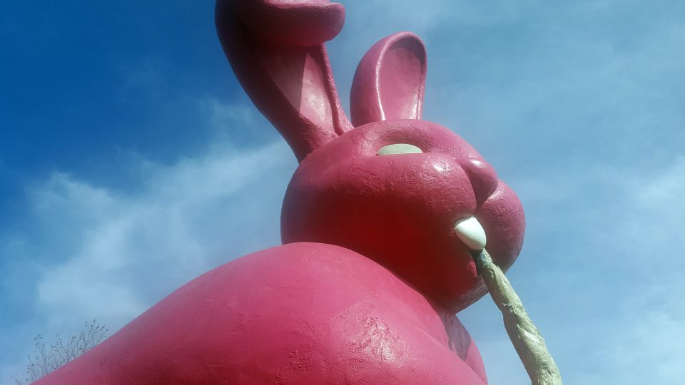 Růžový králík v Plzni na Lochotíně