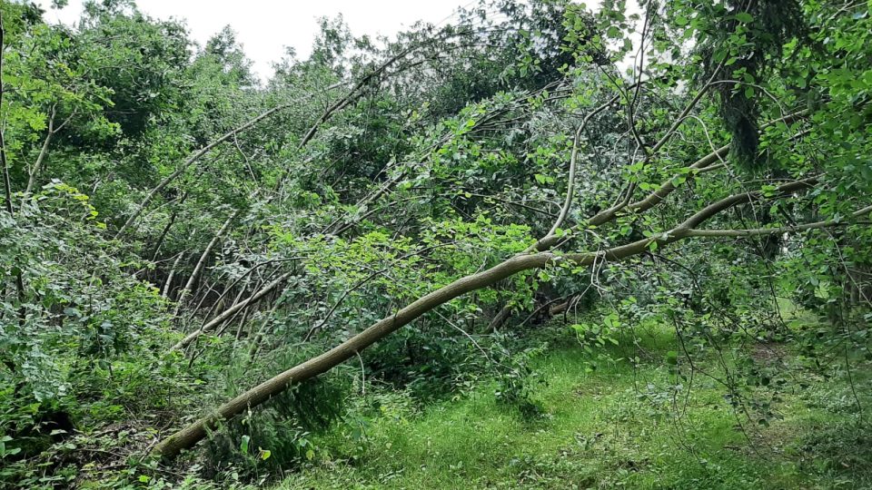Lesy v okolí Blovic poškodily vichřice