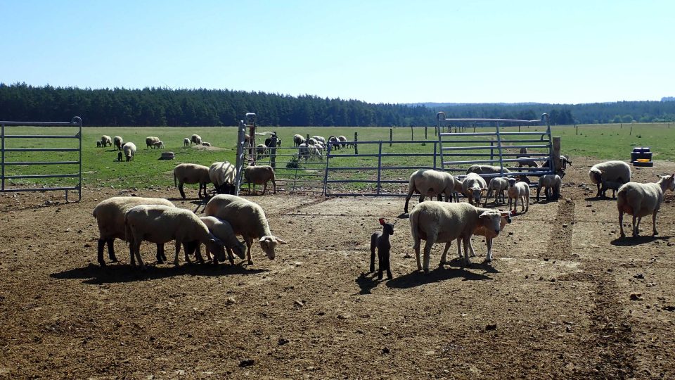 Kolem 200 ovcí různých plemen chová Markéta Staňková v Jemnici na Tachovsku. Když mají mladé, je o zábavu postaráno!
