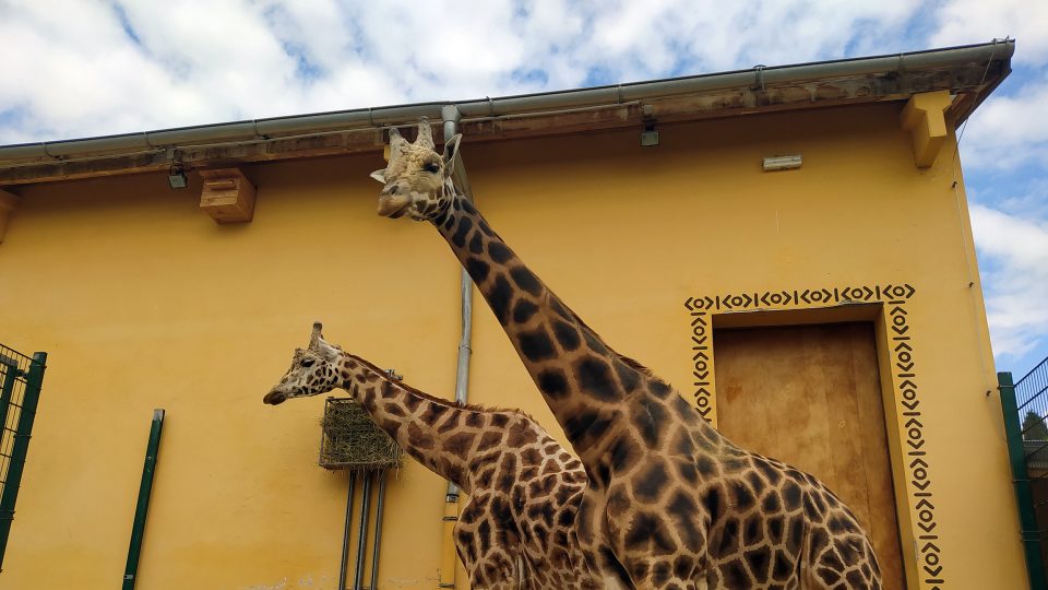 Žirafa má jiný počet krčních obratlů, než se ještě dnes spousta lidí domnívá
