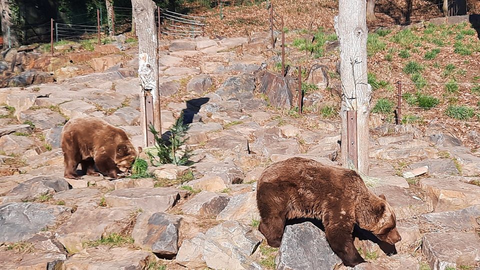 Medvědi v plzeňské zoo