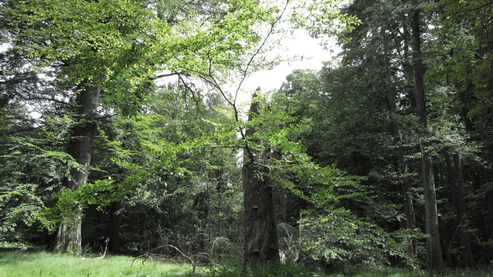 Některé stromy jsou staré téměř 300 let