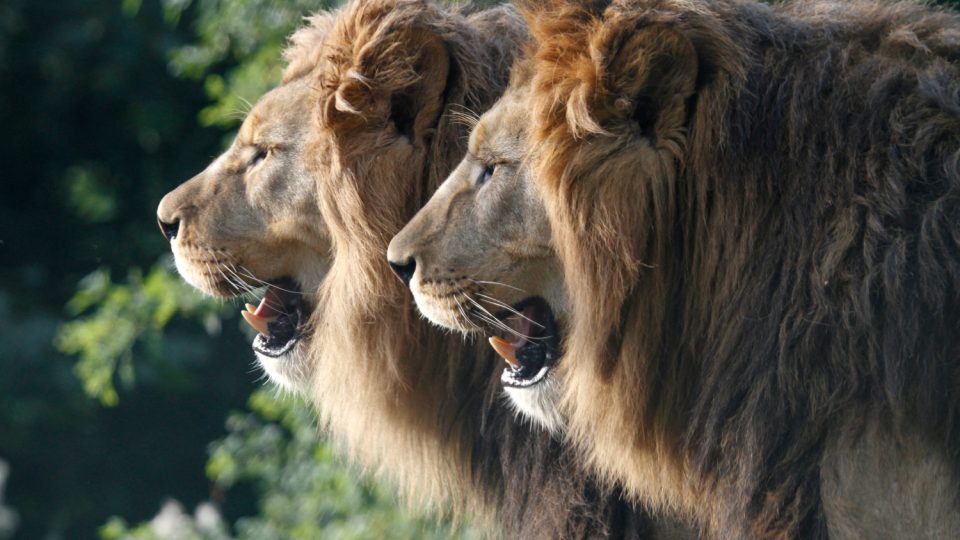 Safari Park Dvůr Králové - samci lva berberského Bart a Napoleon