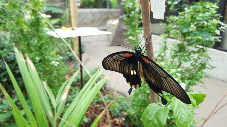Na netradiční podívanou zve od prosince plzeňská zoo. Kdo zavítá do nově otevřeného tropického pavilonu, může se zúčastnit komentovaného krmení motýlů