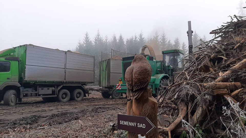 V Nepomuku pokračuje těžba kůrovcového dřeva