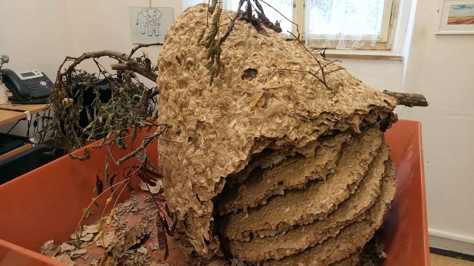 Pracovníci Západočeského muzea zkoumají hnízdo sršně asijské