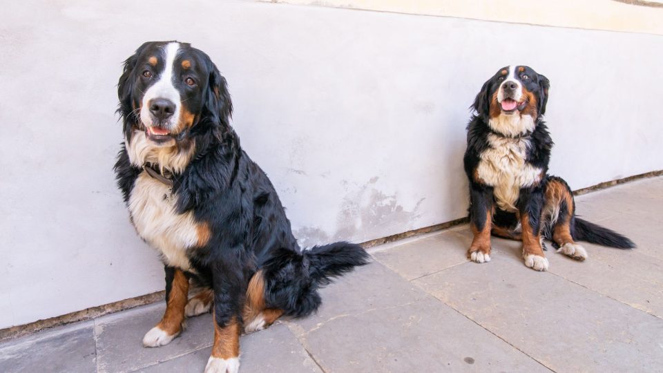 Psi patřili odpradávna k rodu Bubnů z Litic. Petr Dujka dnes vlastní dvě fenky bernského salašnického psa. Jsou to mladé společnice, vlídné k dětem a ke starým lidem | foto: Martin Čuřík Psi patřili odpradávna k rodu Bubnů z Litic. Petr Dujka dnes vlastní dvě fenky bernského salašnického psa. Jsou to mladé společnice, vlídné k dětem a ke starým lidem