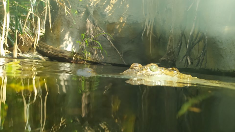 Krokodýl filipínský v plzeňské zoo