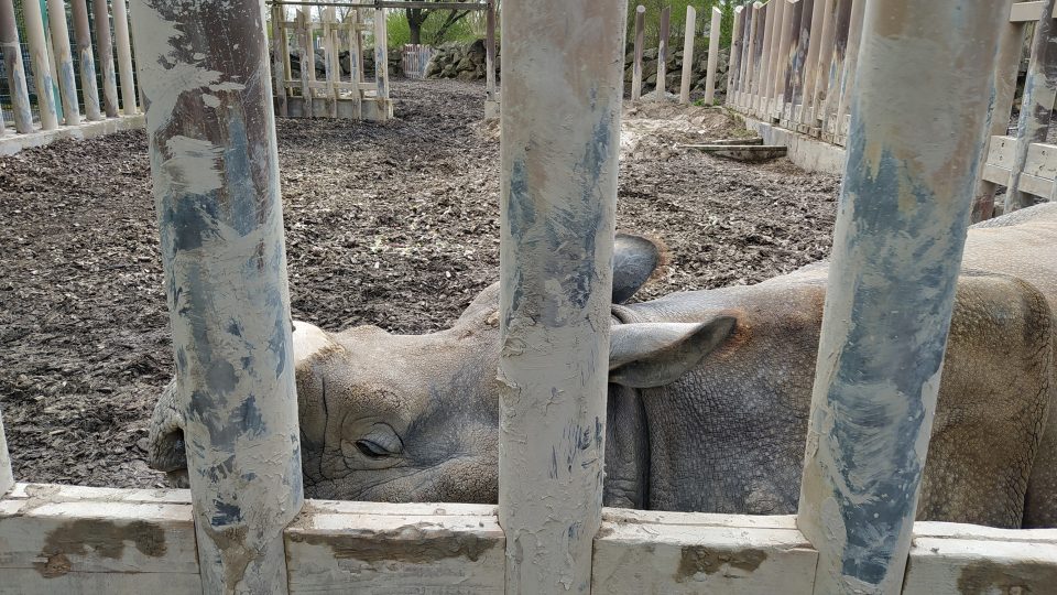 Nosorožec má rád bahno, které ho chrání před parazity i sluncem