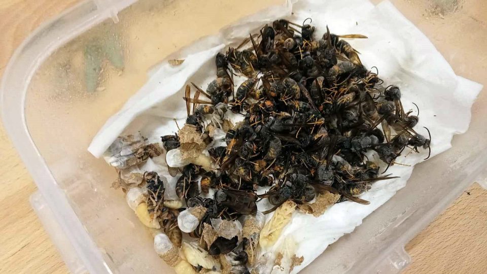 Pracovníci Západočeského muzea zkoumají hnízdo sršně asijské