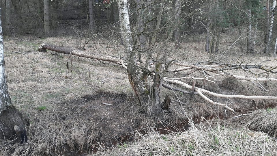 Bobr škodí zemědělcům na severním Plzeňsku